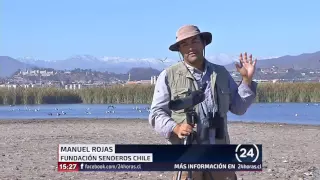 Sorprenden a un cazador disparando a aves nativas en humedal del río Elqui | 24 Horas TVN Chile