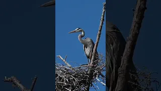 Nesting Great Blue Herons - at watch and in flight