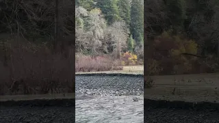 Lolangkok (BullCreek) is flowing nicely into the Sinkyonkok (South Fork Eel River) Ready for Salmon.