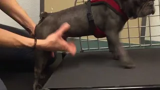 Oakley the French Bulldog with scoliosis