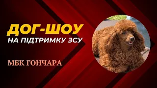 Дог-шоу на підтримку ЗСУ