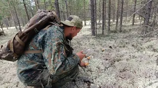 НЕТРОНУТОЕ ГРИБНОЕ МЕСТО. НАШЕЛ СЪЕДОБНЫЕ ЛЕСНЫЕ ГРИБЫ. НЕ ЗРЯ ВЫБРАЛСЯ В ТАЙГУ ЗА ГРИБАМИ.