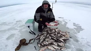 Раздача морской сороги. Много и без "палева"