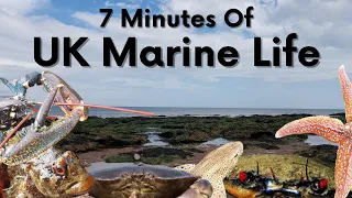 7 Minutes Of UK Marine Life With Relaxing Music! (40+ SPECIES!!)