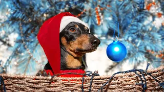 It's Time For a Christmas Tree! Cute & funny dachshund dog video!