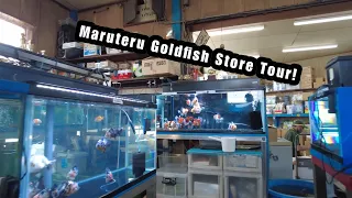 Japanese Goldfish farm/shop Tour! MEGA SELECTION!