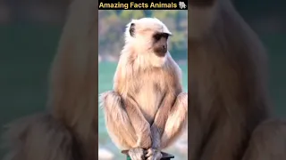 Amazing Facts Animals 🦣/ Crazy Fact's/ Facts in Hindi #viral #facts #shorts  #animals #viralvideo