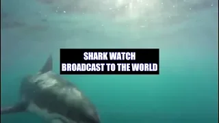 #1 For South Australian Shark Action | Come Join "Shark Watch South Australia" Teaser