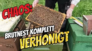 Chaos am Bienenstand: Brutnest VOLL Honig Bienenvolk WILL Schwärmen - Ableger Zadandt - Kunstschwarm