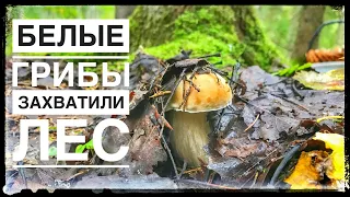 Белые грибы захватили лес.Сбор белых грибов сентябрь 2020г
