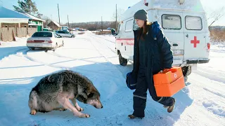 Волк приполз к медсестре в поселок, вымаливая помощь одинокому старику. Времени уже не оставалось