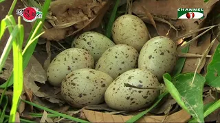 Nature and Life - Episode 304 (Purple Swamphen)