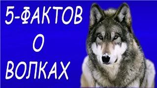 5 интересных фактов о волках,о которых вы не знали