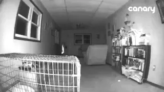 Strange Orbs Caught On Our Canary Home Security Camera From Best Buy