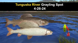 Russian Fishing 4, Tunguska River Grayling Spot  4-26-24