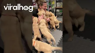 Golden Retriever Puppies Reunite With Nurse Who Delivered Them || ViralHog
