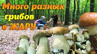 УДАЧНЫЙ СБОР ГРИБОВ в 40 градусов жары без дождей! Грибы в Июле 2021