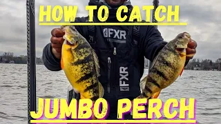 How to Catch JUMBO PERCH on Lake Simcoe- *WARNING* BIG PERCH