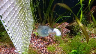 Feeding the baby black piranha " Chompers * !