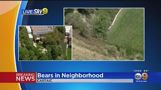 Bears Wander Castaic Neighborhood