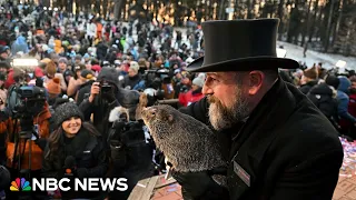 Watch Punxsutawney Phil make 2024 Groundhog Day prediction | NBC News