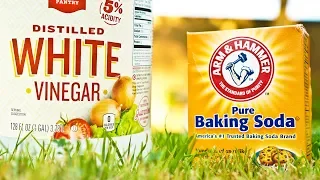 Vinegar vs Baking Soda Weed Killer Comparison