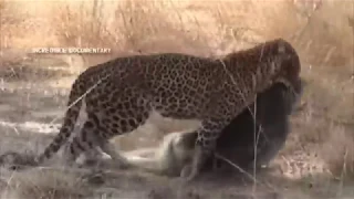 Baboon Attacks Gazelle,Impala,Deer After Eat   قتال القرده