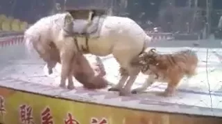 Cina, orrore al circo: una leonessa e una tigre attaccano un cavallo durante l'addestramento