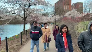 Cherry Blossom Festival Bloomfest Branch Brook Park Newark New Jersey NJ USA April 10 2022