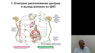 Нормальная физиология 6.Вегетативная нервная система