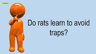 Do Rats Learn To Avoid Traps?