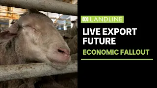 The consequences of banning Australia's live sheep export trade | Landline | ABC News