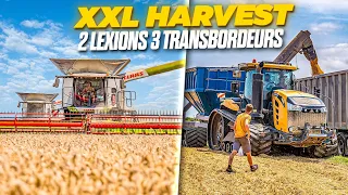 😱 XXL HARVEST - 2 LEXION & 3 TRANSBORDEURS AU BLE DUR ! - Moissons 2023 sur 90 hectares