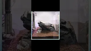 aquascape the lion king