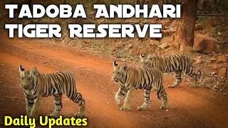 Tadoba Andhari Tiger Reserve || Episode 03 || 19th April 2020 || Jungle Safari