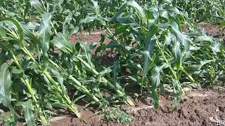 Кукуруза после урагана.