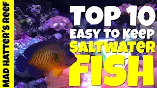 Top 10 Easy to Keep Saltwater Fish