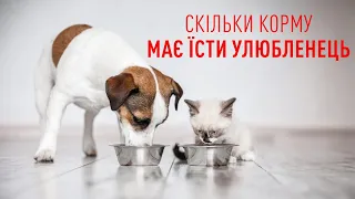 Коти та собаки. Як правильно розрахувати добову порцію корму. Як обрати раціон для кота або собаки