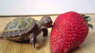 First Strawberry