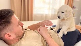 Pretending My Golden Retriever Puppy Bite Hurt [Cuteness Overload]