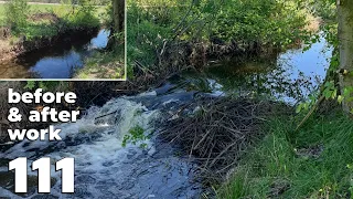 Manual Beaver Dam Removal No.111 - May 2023