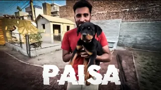 ROTTWEILER Agaya 😈🔥 | PAISA 🤑 | shehr mein dehat | video editing |