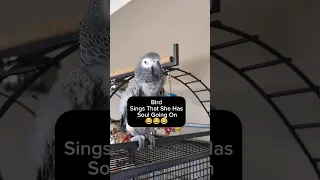 Bird Has Some Soul Going On 😂 #animals #pets #birds #funny #amazing #greyparrot #cute #parrot #fun