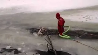 Dog rescue!  Yellow lab in icy river!