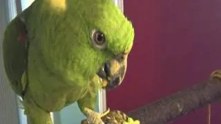 My Parrot Says "Thank You" on Cue