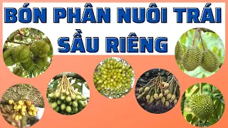 Bón phân giai đoạn mang trái cho sầu riêng | Quy trình cơ bản dành cho người mới tập làm