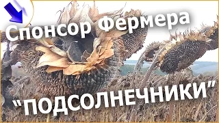 "Затраты и доход с 1 га. ПОДСОЛНУХА!" / Миллионер на Подсолнечнике!? #фермерство