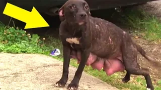 Als sie diesen streunenden Pitbull sahen, wussten sie er braucht sofort Hilfe...