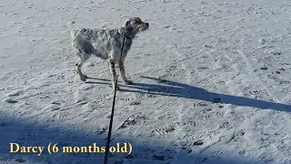 Darcy's barking changes (English Setter 1,5 - 6 months old)