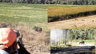 Full Aksiyon Mısır Avlarımız / Our Full Action Egyptian Boar Hunts